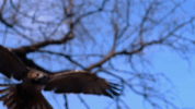 symphony for our world GIF by Nat Geo Wild 
