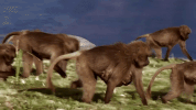 symphony for our world GIF by Nat Geo Wild 