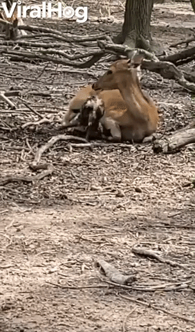 Deer Blocks View Of Baby GIF by ViralHog