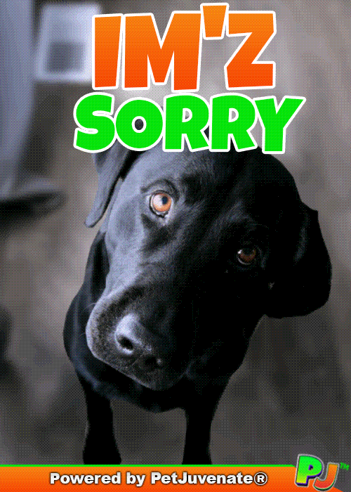 PetJuvenate petjuvenate henlo hooman fren love rescue dogs treatos and woofer for pupper GIF