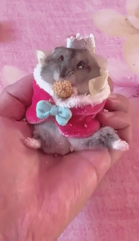 Dwarf Hamster Crowned as Royalty