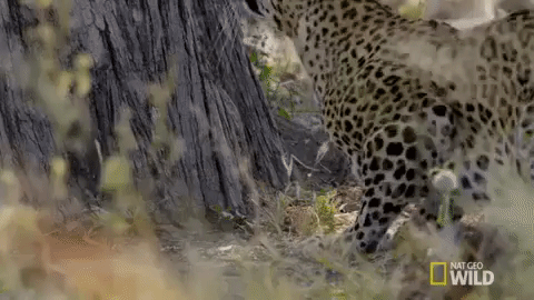nat geo wild leopard GIF by Savage Kingdom
