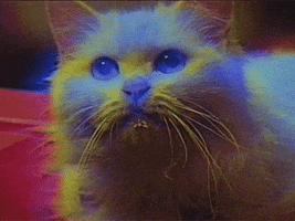 Bruce Lee Cat GIF by vhspositive