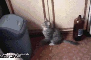 cat fighting dirty GIF by Cheezburger