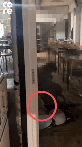 cuteanimalland giphyupload GIF