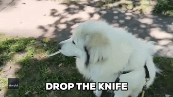 Man Begs Dog to Drop Knife