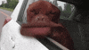 Video gif. Dog is sitting in a car with its head out the window. The wind is blowing through lips and the skin on its jaw flaps crazily.