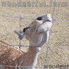 wondeerfulfarm deer cute deer funny deer deer tongue GIF