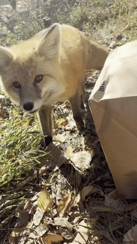 Red Fox GIF by Valley Zoo Development Society