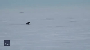 Pod of Killer Whales Swim Past San Juan Island