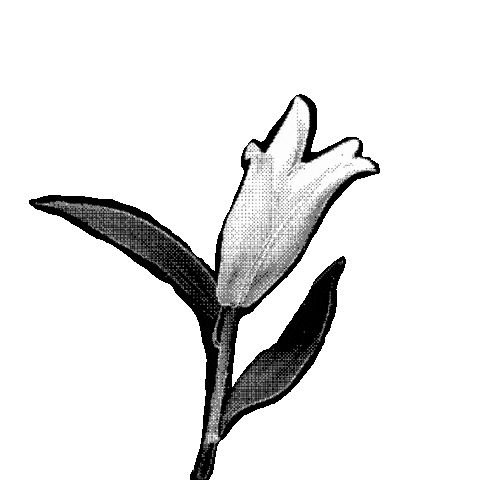 Blooming Black And White Sticker