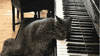 Cat Piano GIF