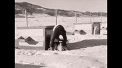 historycolorado doggo colorado husky zoomies GIF