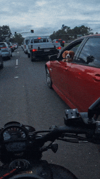 Dog Hello GIF