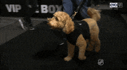 ice hockey dog GIF by NHL