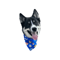 Dog Tongue Catch Them All Sticker by Geekster Pets