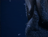 bebby squids GIF by Digg
