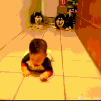 follow GIF