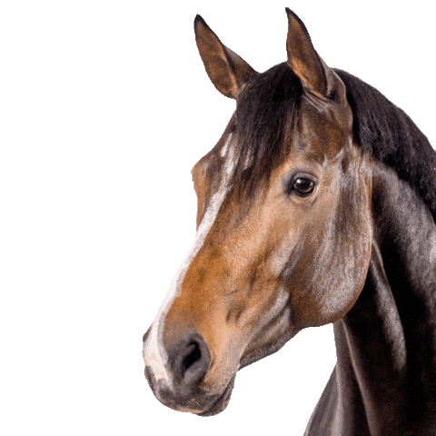 Horse Dogfood Sticker by Vitalstyle