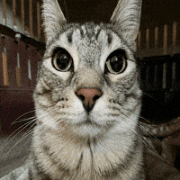 Stare Judging You GIF