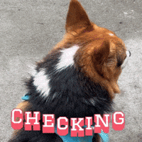 Check Checking GIF