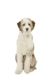 lucyedendesign dog logo design hopper brand design Sticker