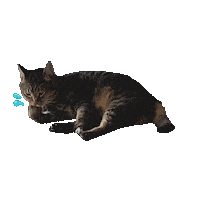 Cat ねこ Sticker