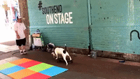 Bull Terrier Becomes a Street Performer