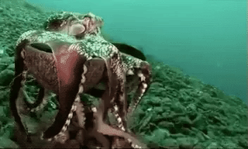 octopus carrying coconut shell GIF