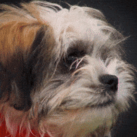 Dog GIF by Puppy Bowl