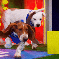 Dog Ears GIF by Puppy Bowl