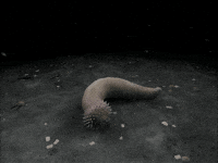 worm disease GIF