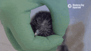 Baby Bird GIF by Monterey Bay Aquarium