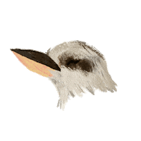 ddanyen laughing bird australia birb Sticker