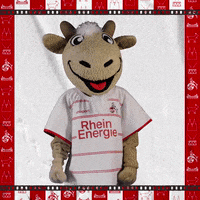 1 Fc Cologne Football GIF by 1. FC Köln