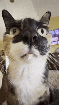 Confused Wait What GIF