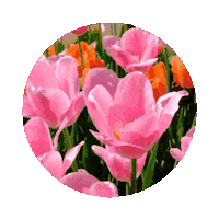 elistorycriativo flowers flores flor elistorycriativo flowers Sticker