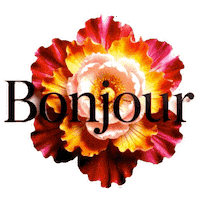 Art Bonjour Sticker by TresorsDuMonde.ca