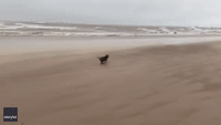 Merseyside Family, and Puppy, Embrace Stormy Weather for Beach Walk
