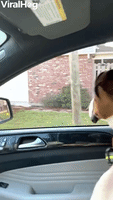 Boxer Bounces Beside Car