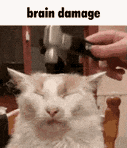 Brain Damage Cat GIF
