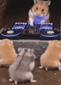 Cute Hamster GIF