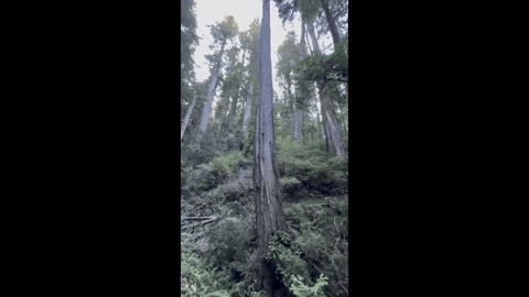 waldenboy giphyupload GIF