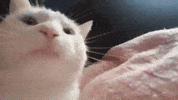 Lechu312 catjam cat jam jamcat original cat jam GIF