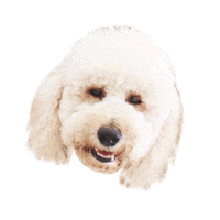 golden doodle dogs Sticker by Brazil Center