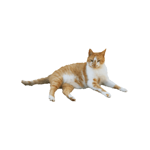 Cat Flame Sticker by Gray Hat Films