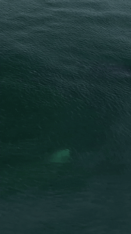 Humpback Whale Splash GIF by Storyful