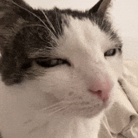 Cat Starring GIF