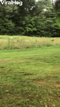 Wild Deer and Doggy Play Friendly Game of Tag