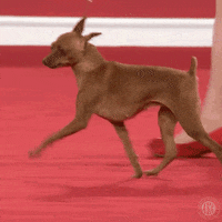 Dog Show Running GIF by American Kennel Club